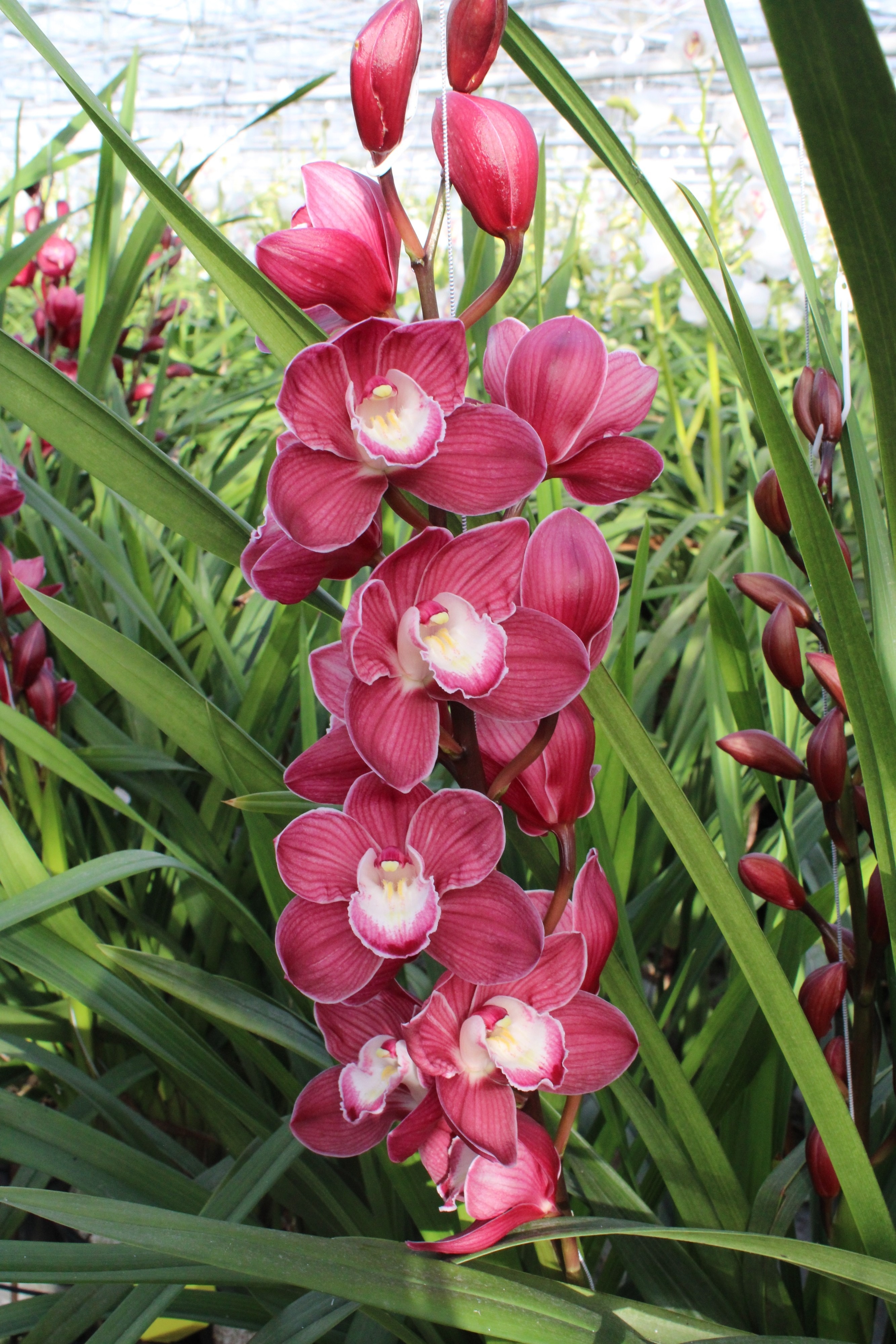 Cymbidium large flowered PINK PHANTER