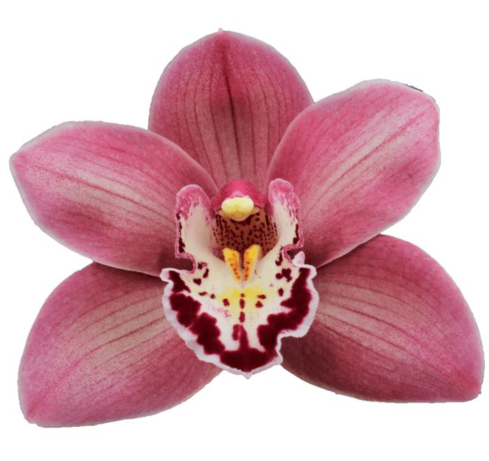 Cymbidium large flowered CANDY