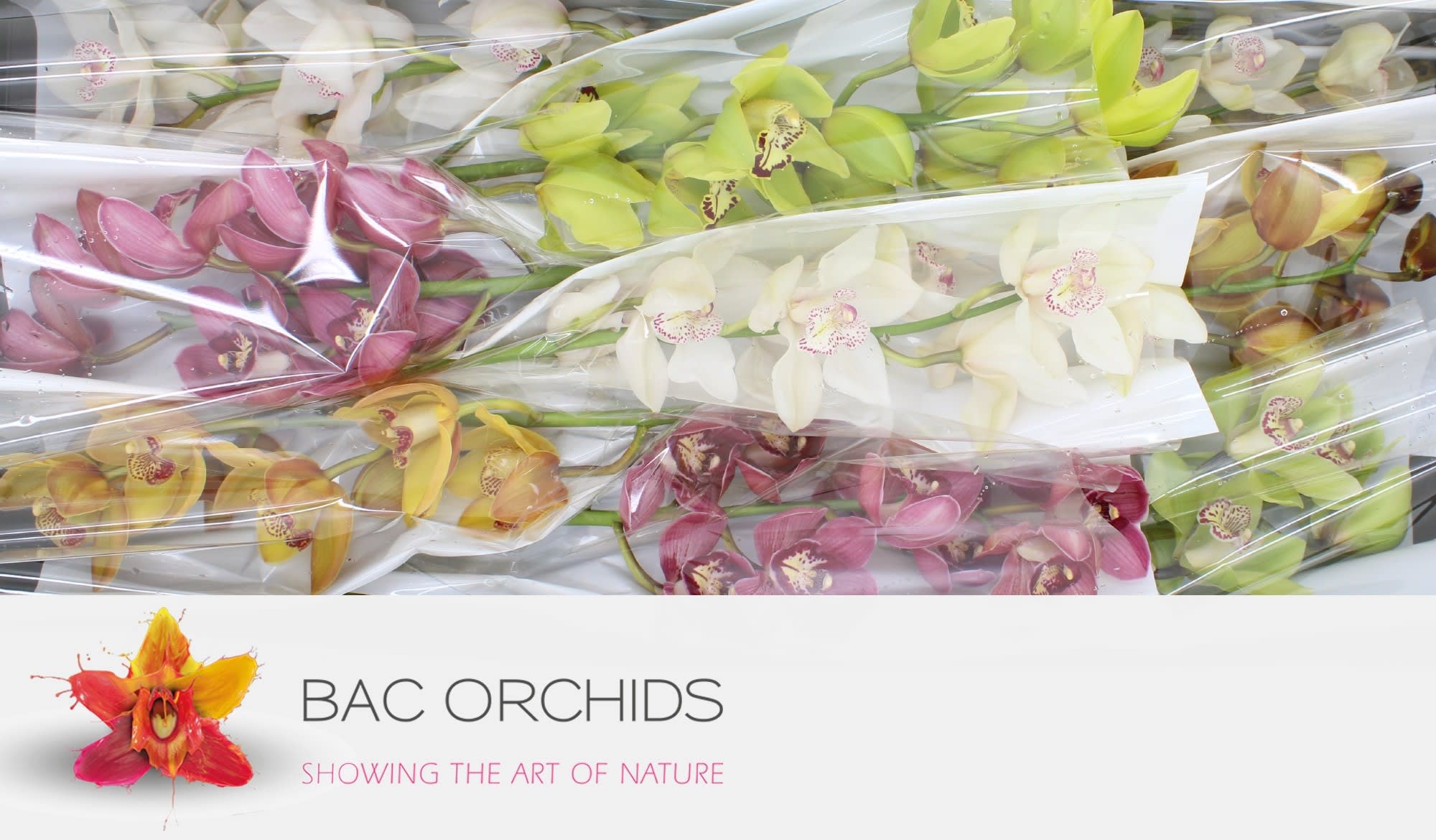 Cymbidium large flowered gem60carrefour