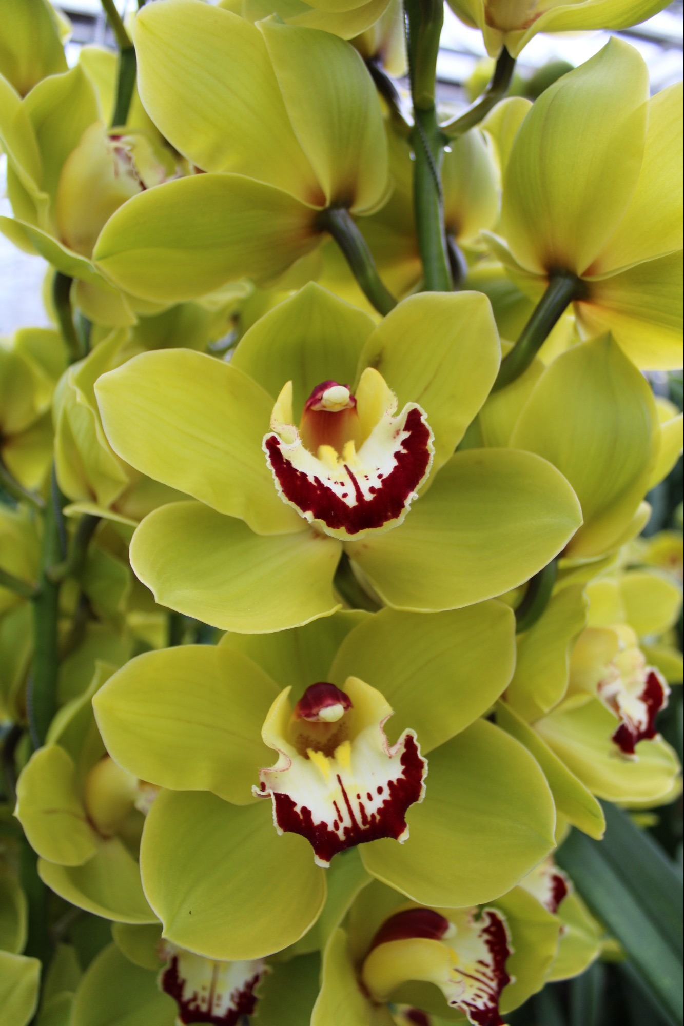 Cymbidium large flowered VERONA