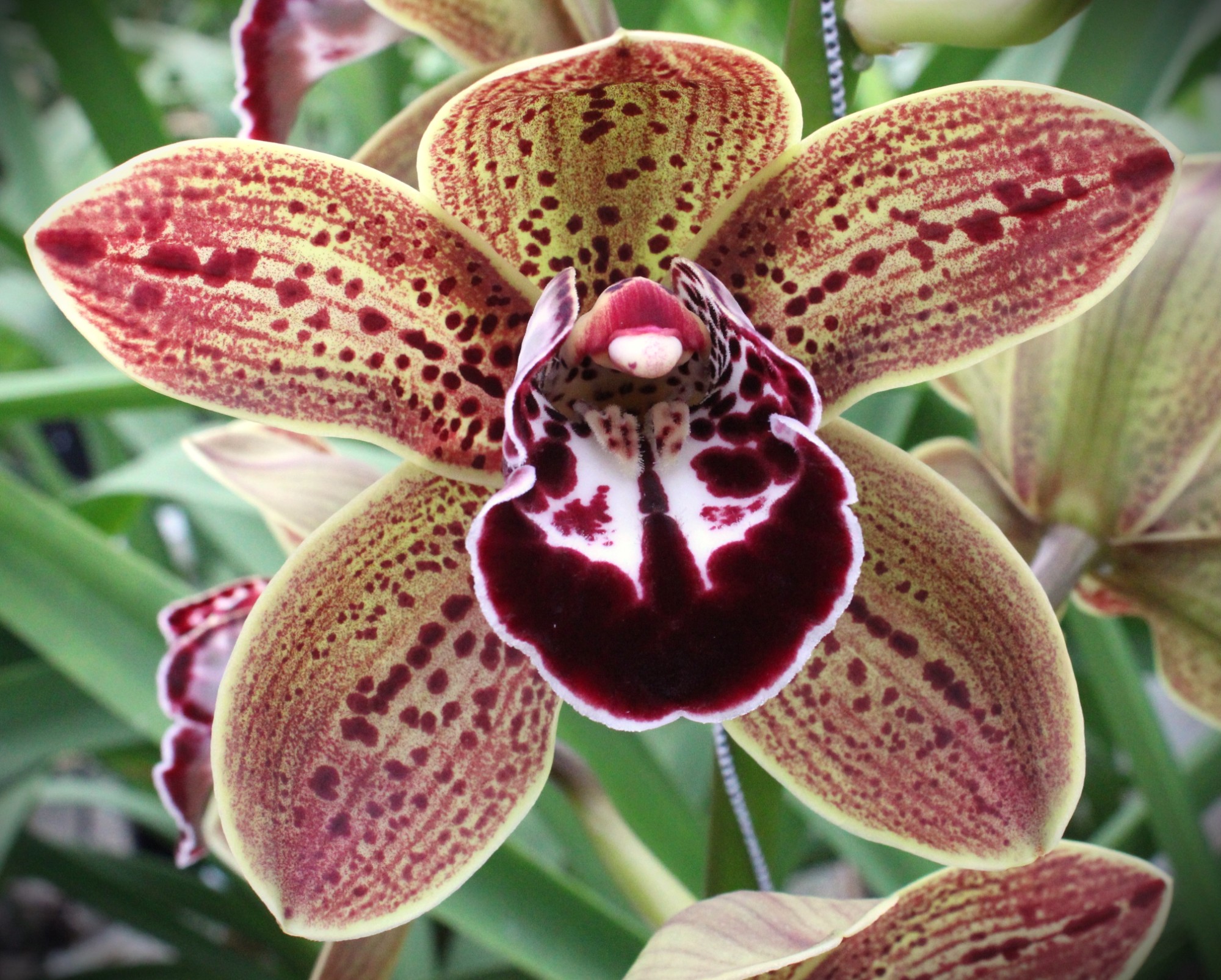 Cymbidium large flowered LOS ANGELES