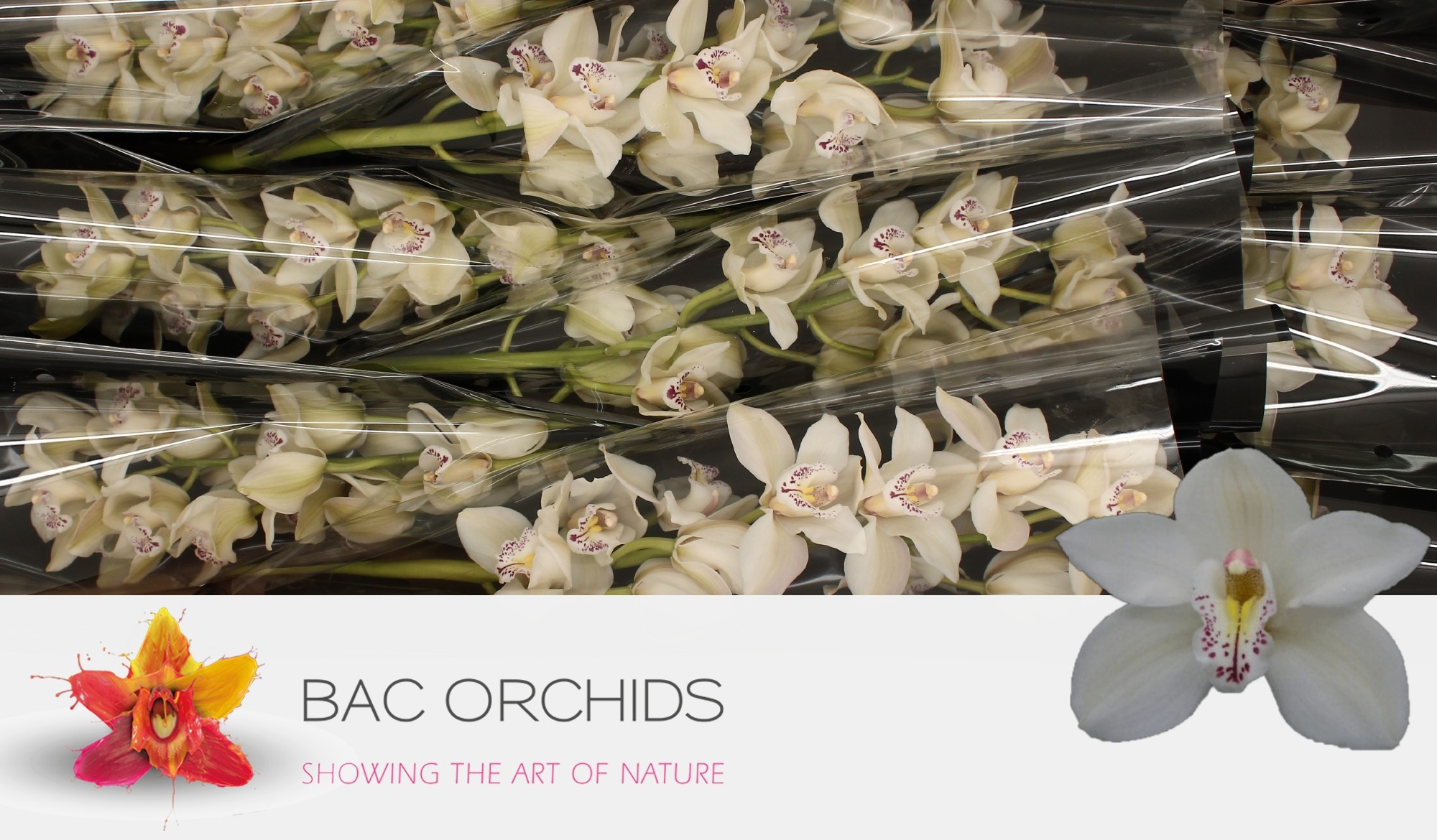 Cymbidium large flowered CASCADE