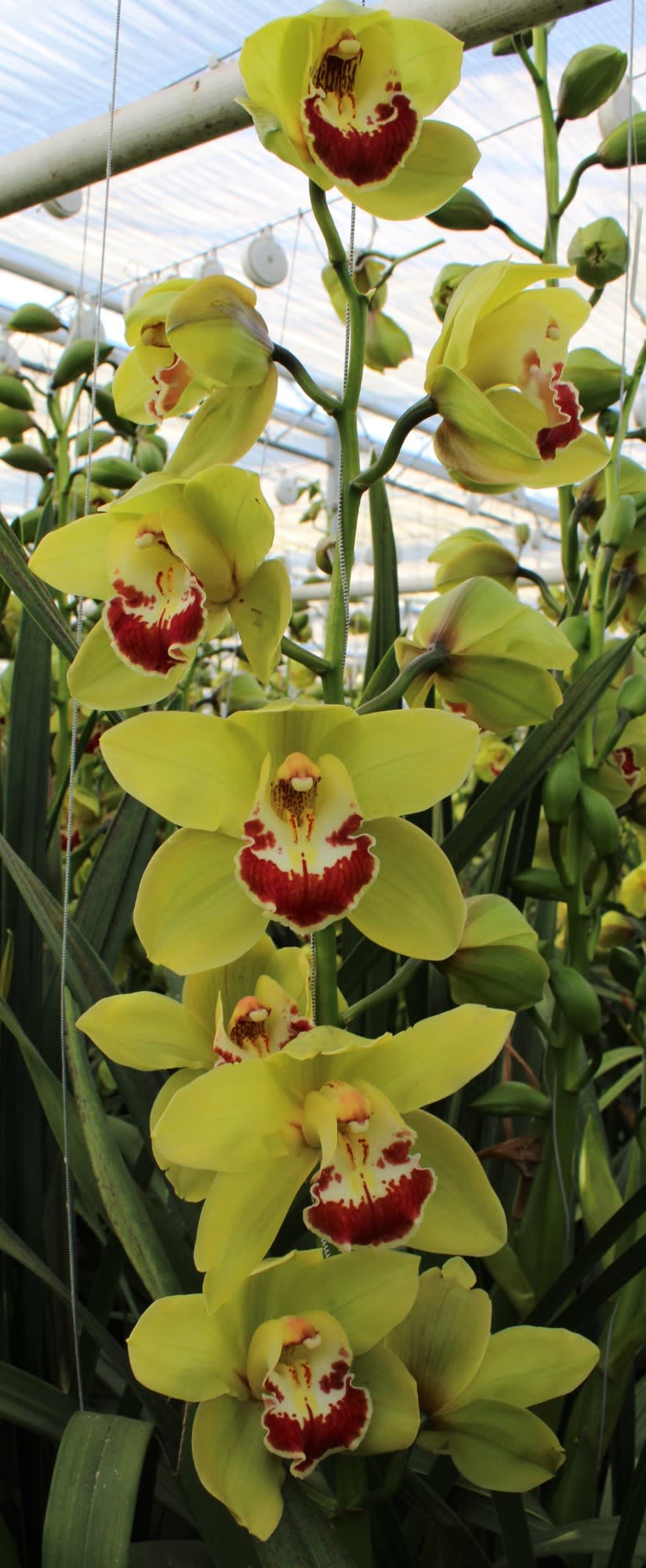 Cymbidium large flowered Fiona