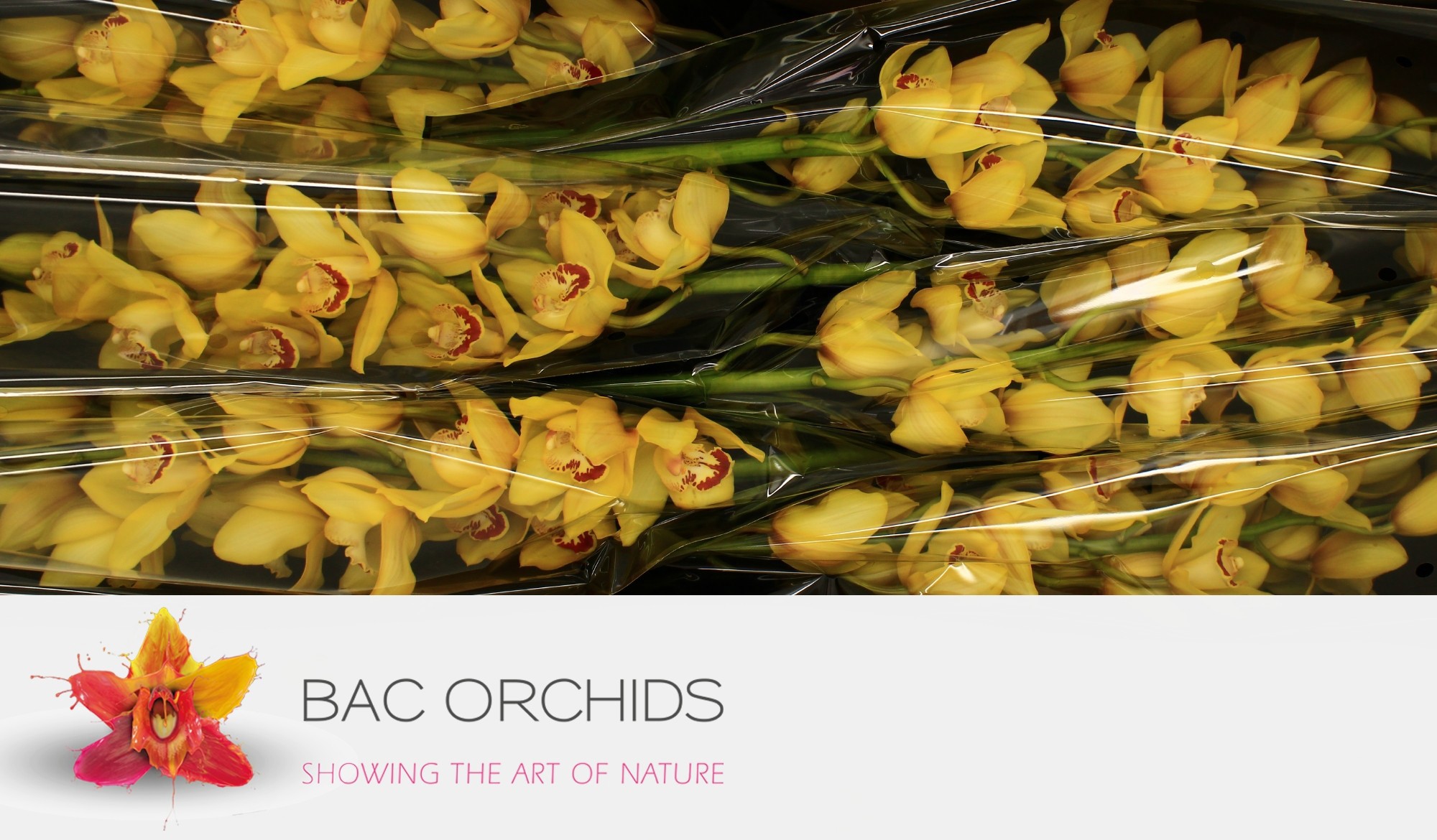 Cymbidium large flowered Cymb T Yellow Cab