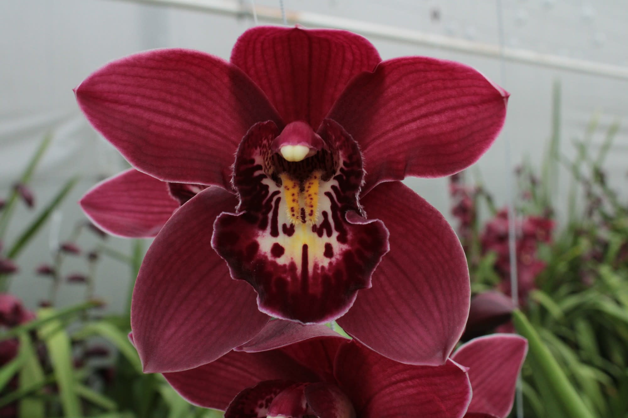 Cymbidium large flowered RISTO