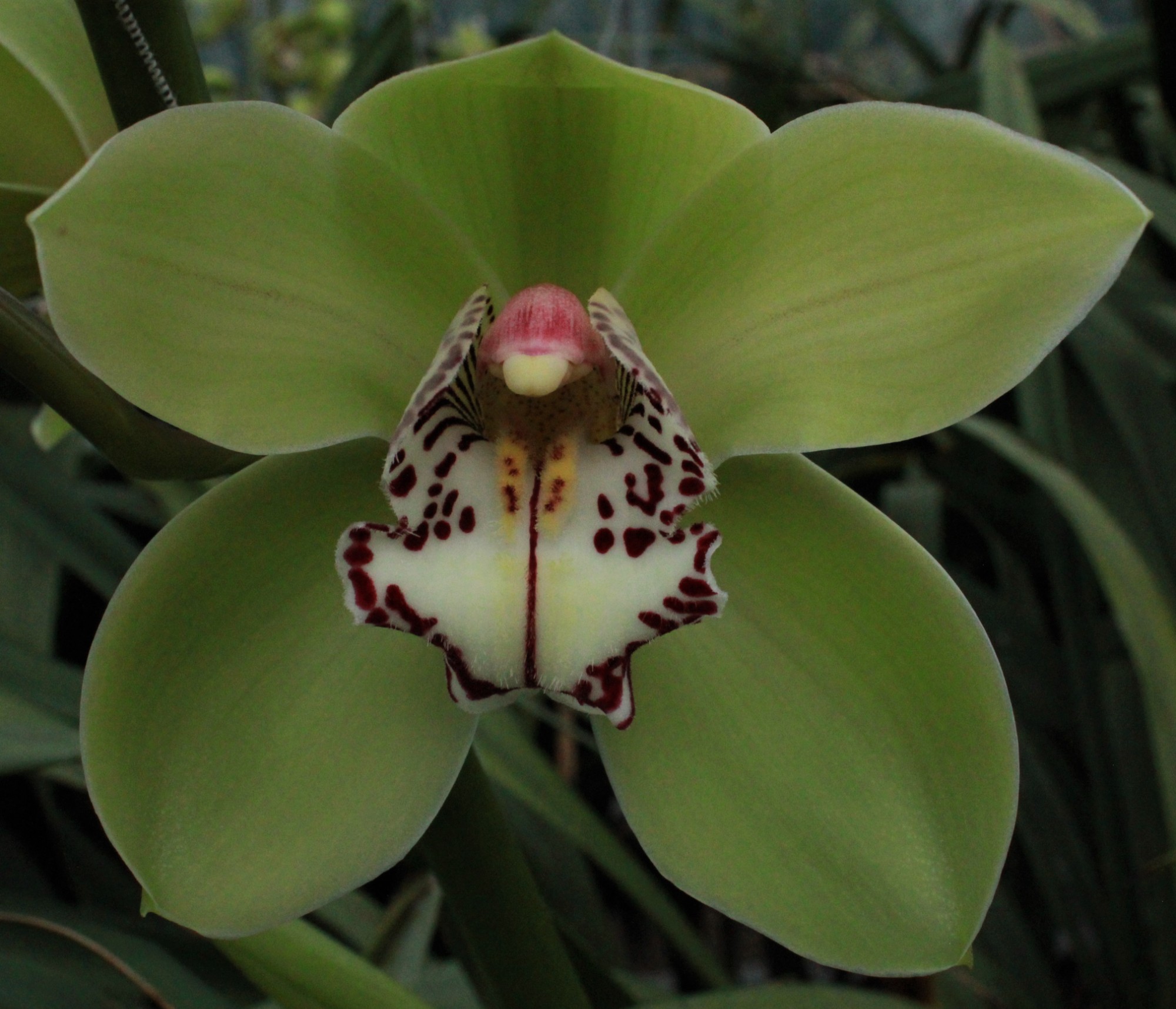 Cymbidium large flowered MRS ROBIN HOOD