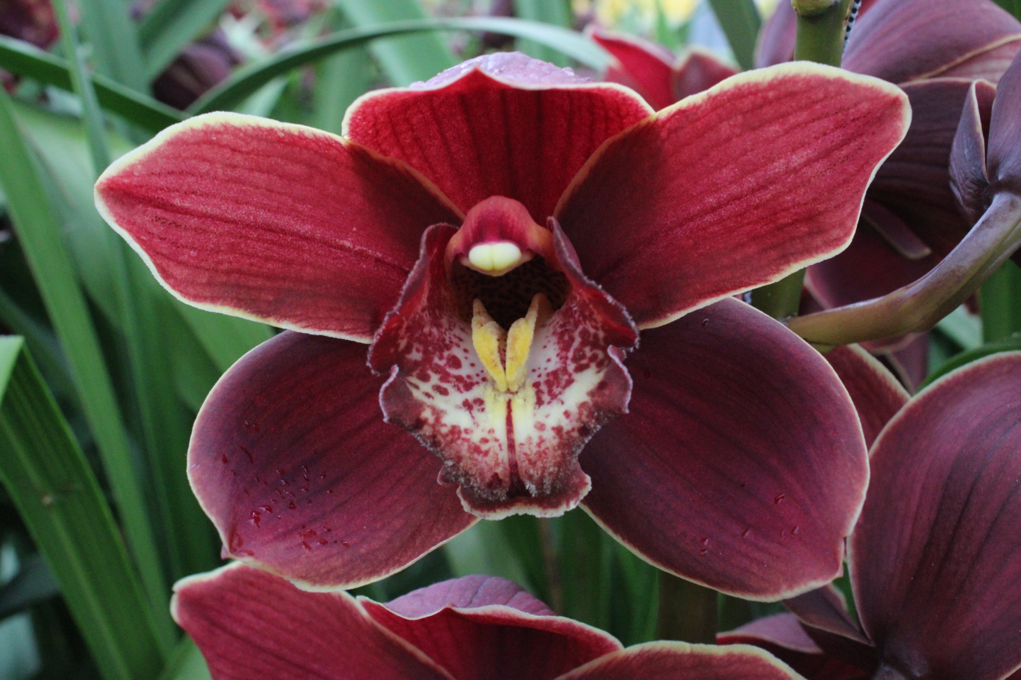 Cymbidium large flowered PONTAC
