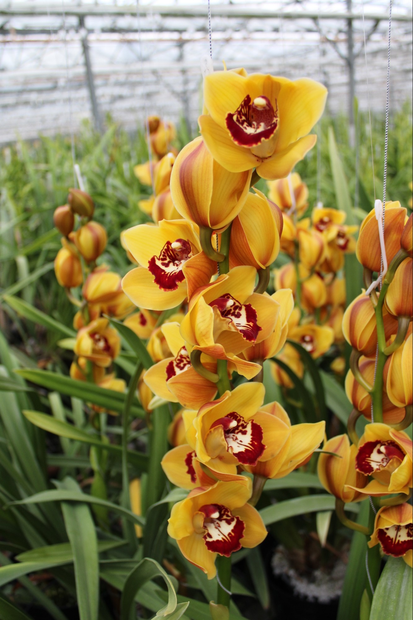 Cymbidium large flowered ORANGE FAVORIT