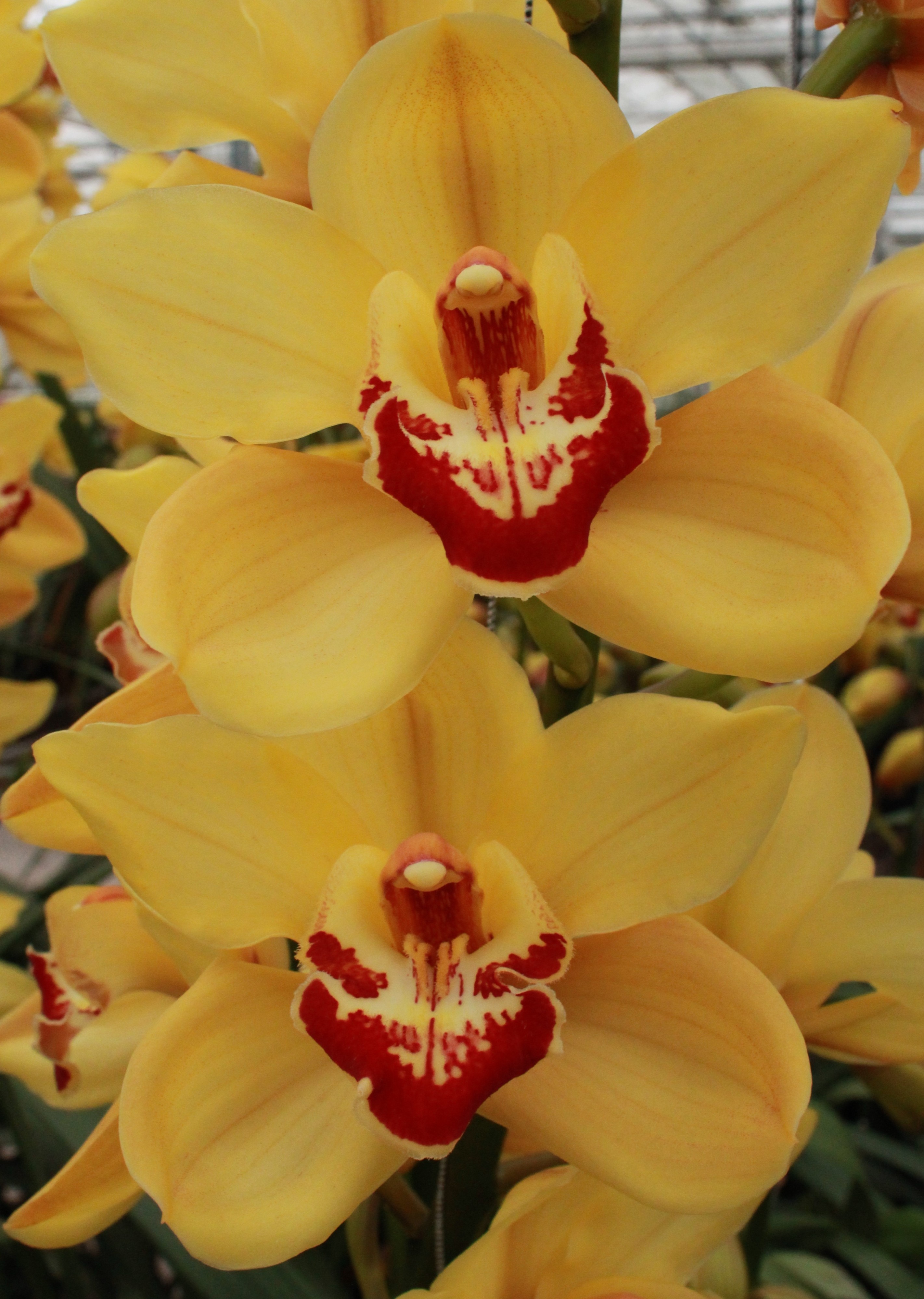 Cymbidium large flowered RIJSENHOUT