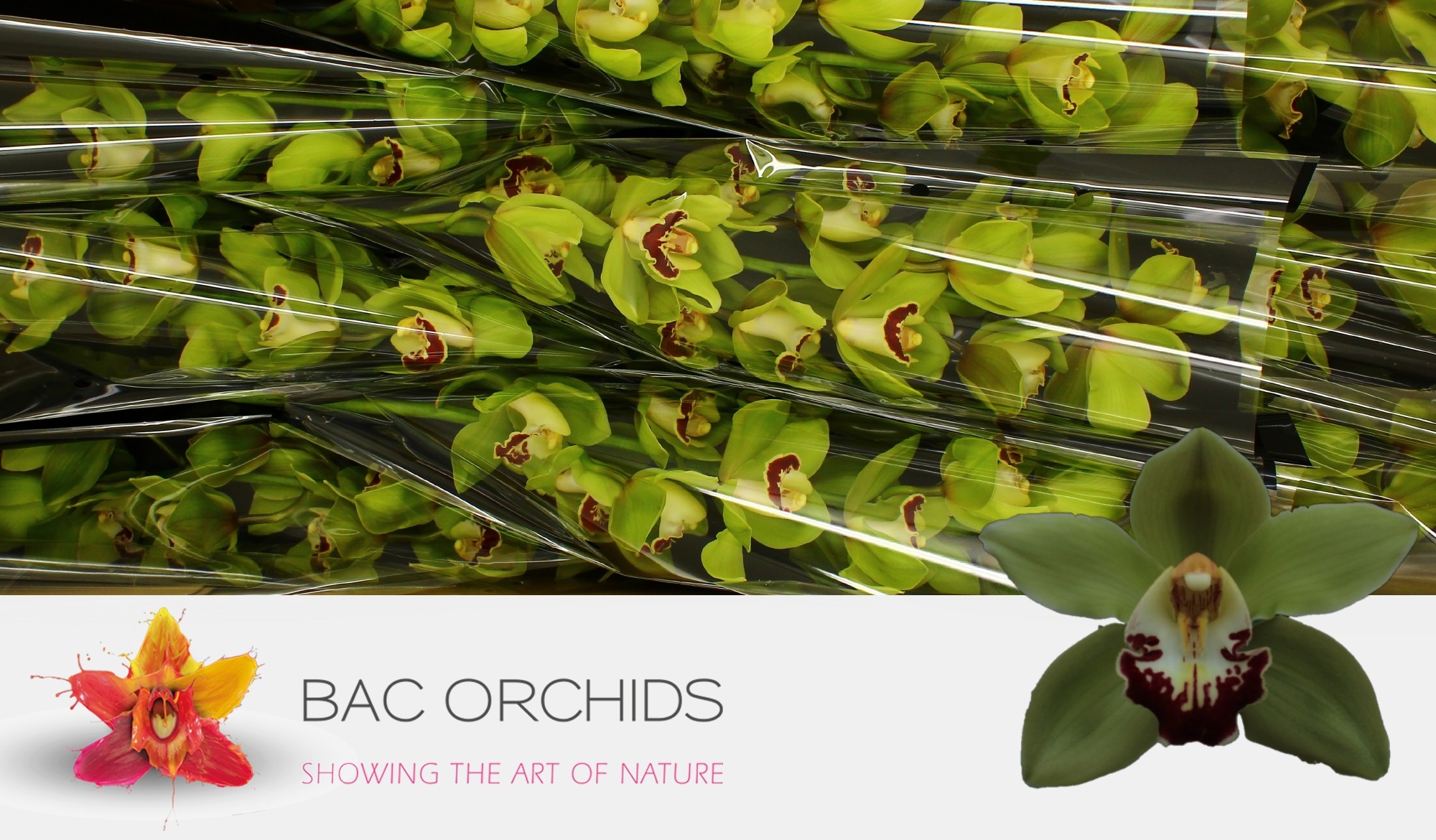Cymbidium large flowered MACHTELD