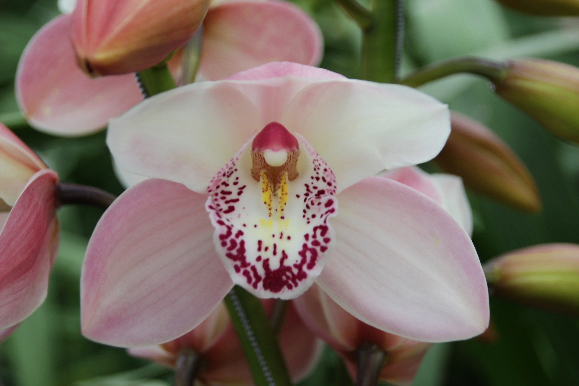 Cymbidium large flowered SUMMER MAGIC PINK