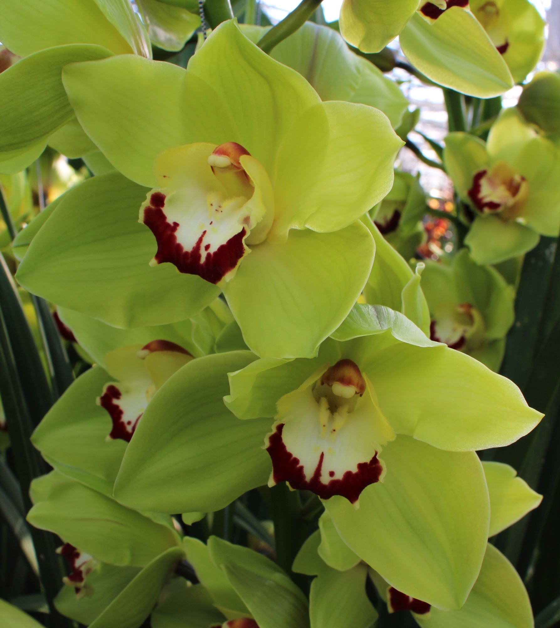 Cymbidium large flowered GREEN CHOICE