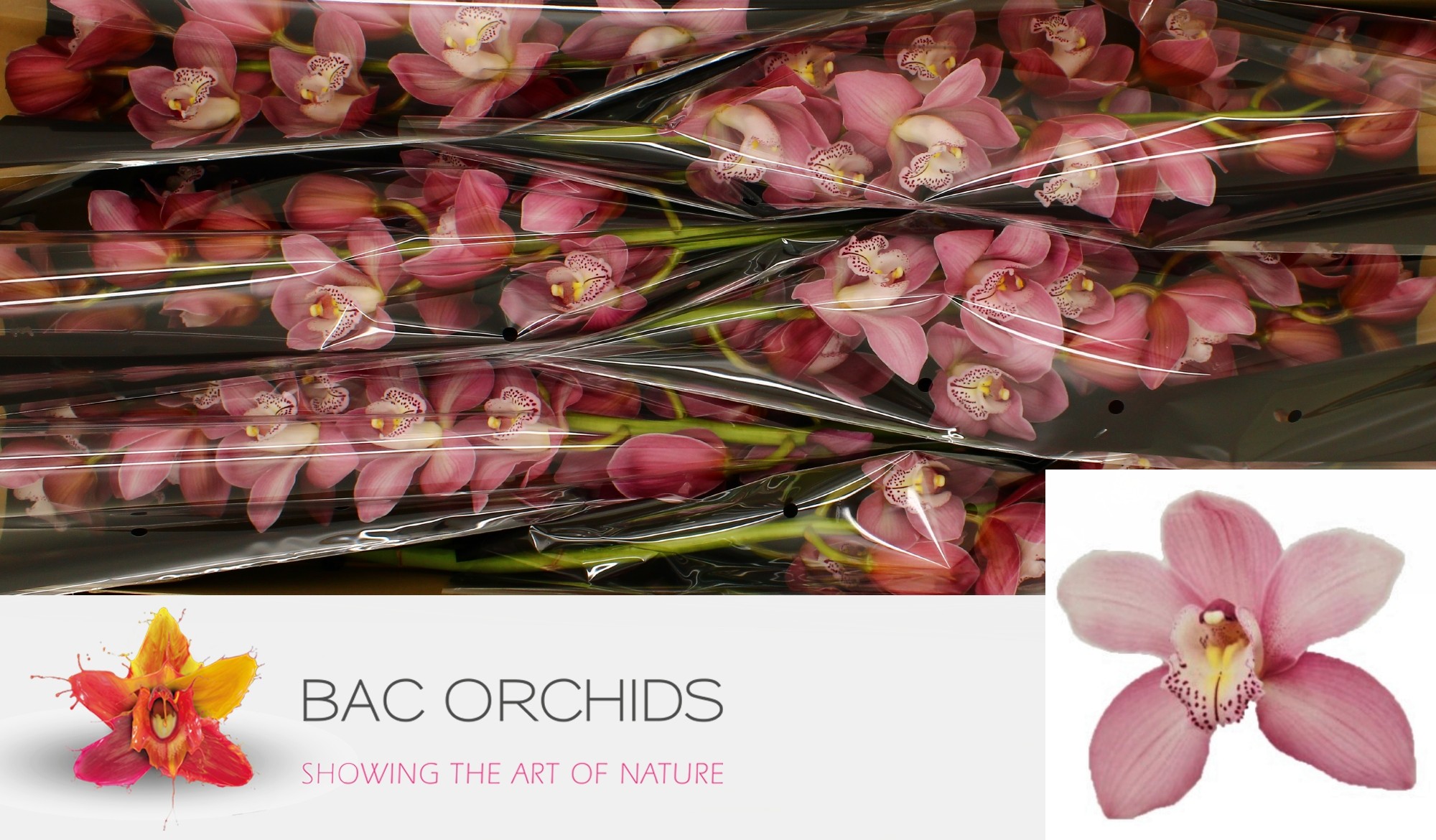 Cymbidium large flowered AIDA