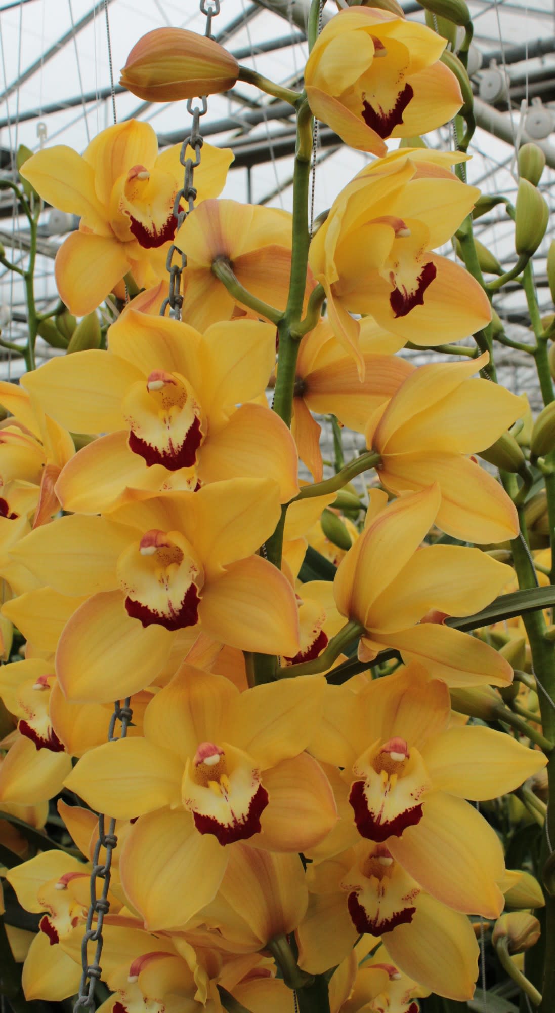 Cymbidium large flowered SUSAN