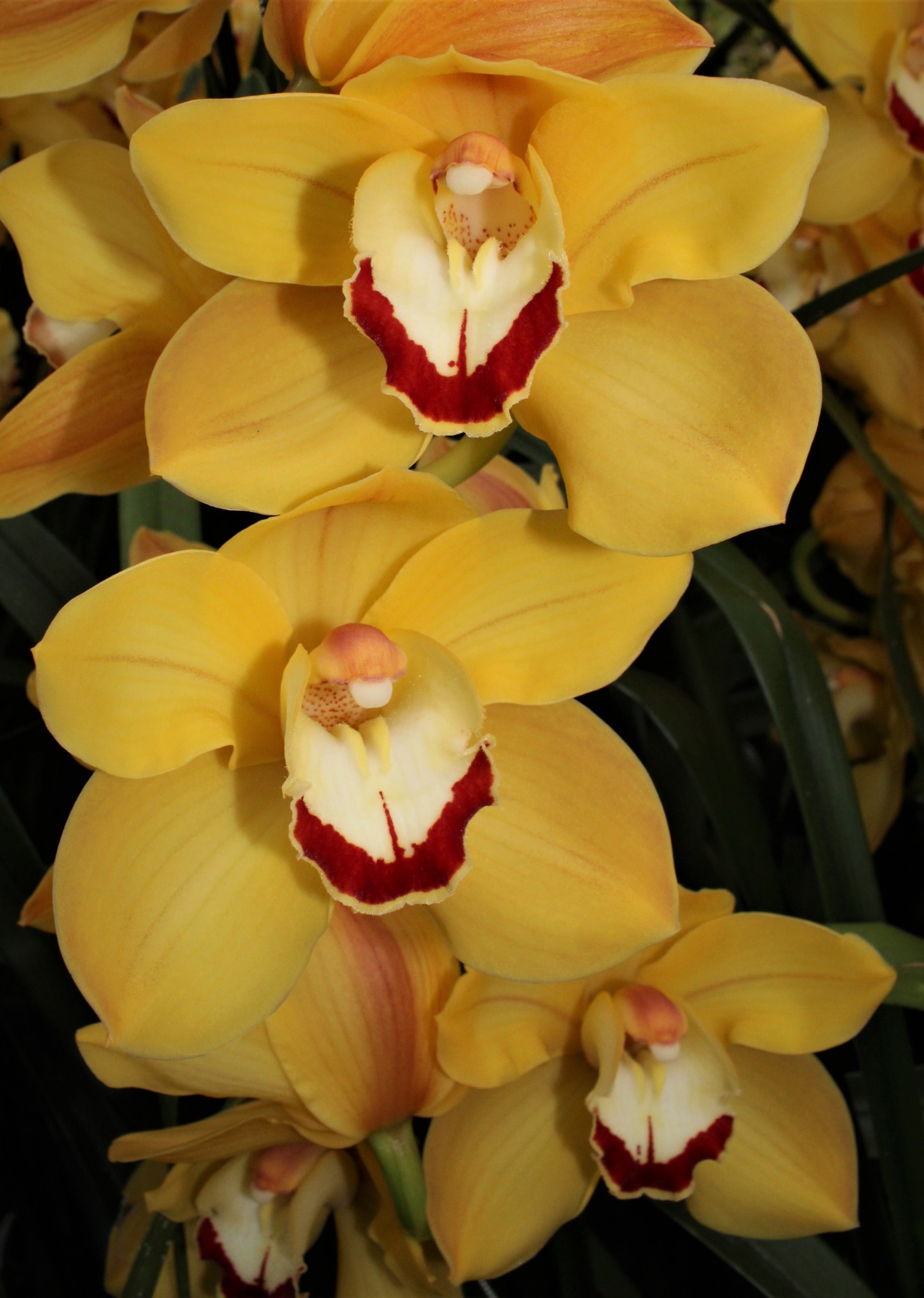 Cymbidium large flowered MISS SAIGON