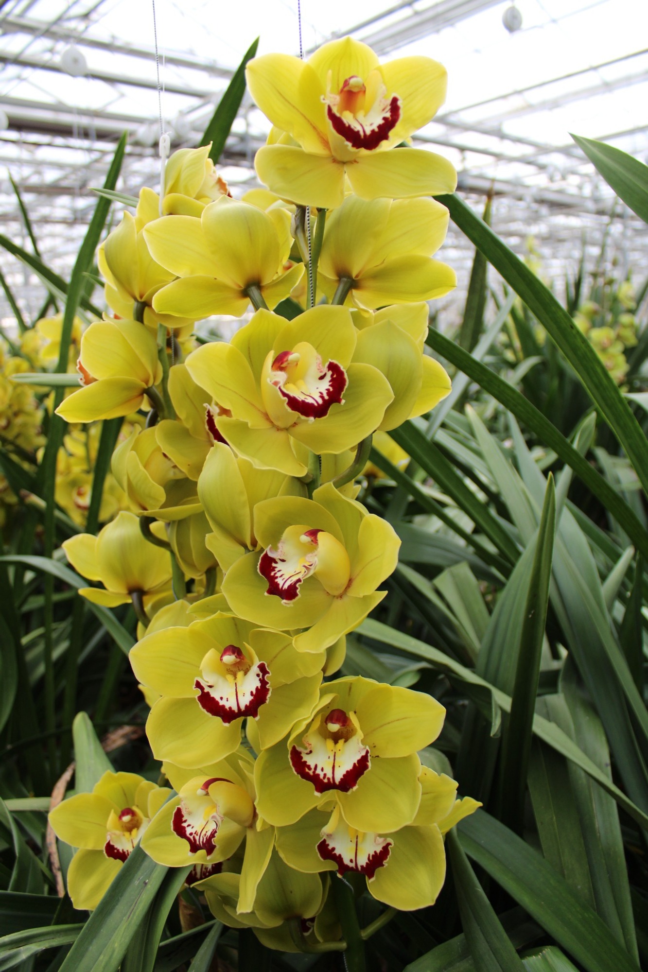 Cymbidium large flowered VERONA