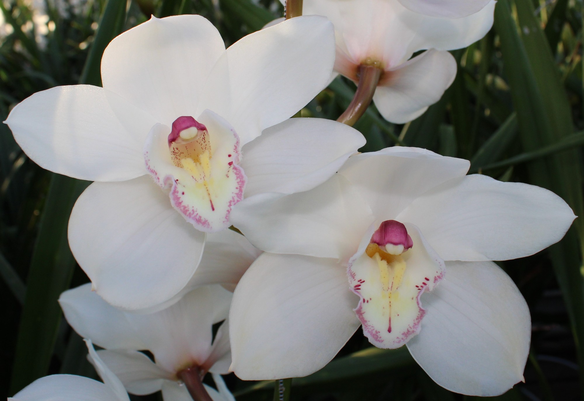 Cymbidium large flowered ANTONELLA