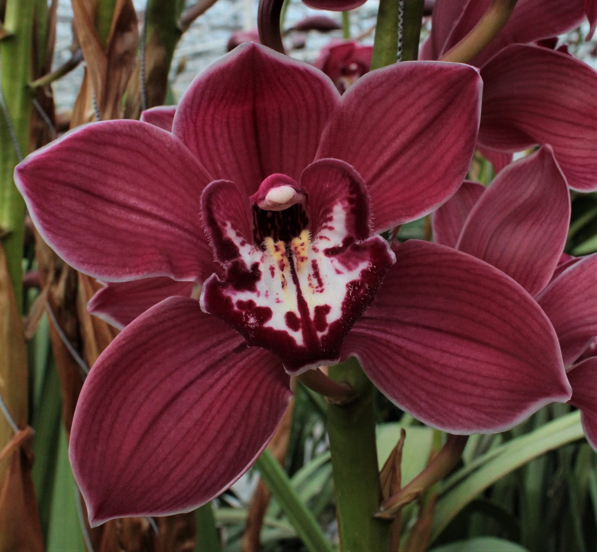 Cymbidium large flowered FERR-ARI