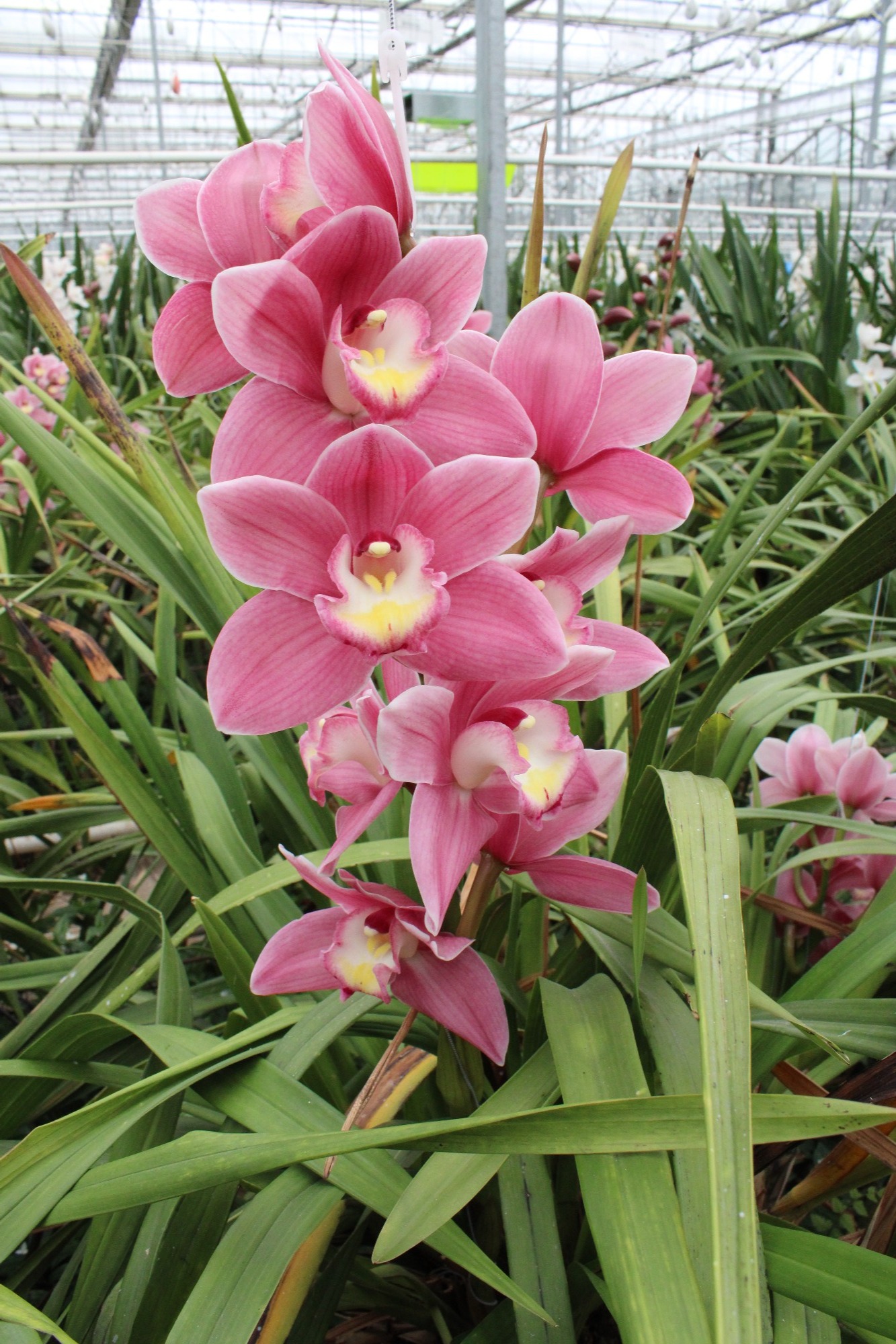 Cymbidium large flowered BD ROSANNA