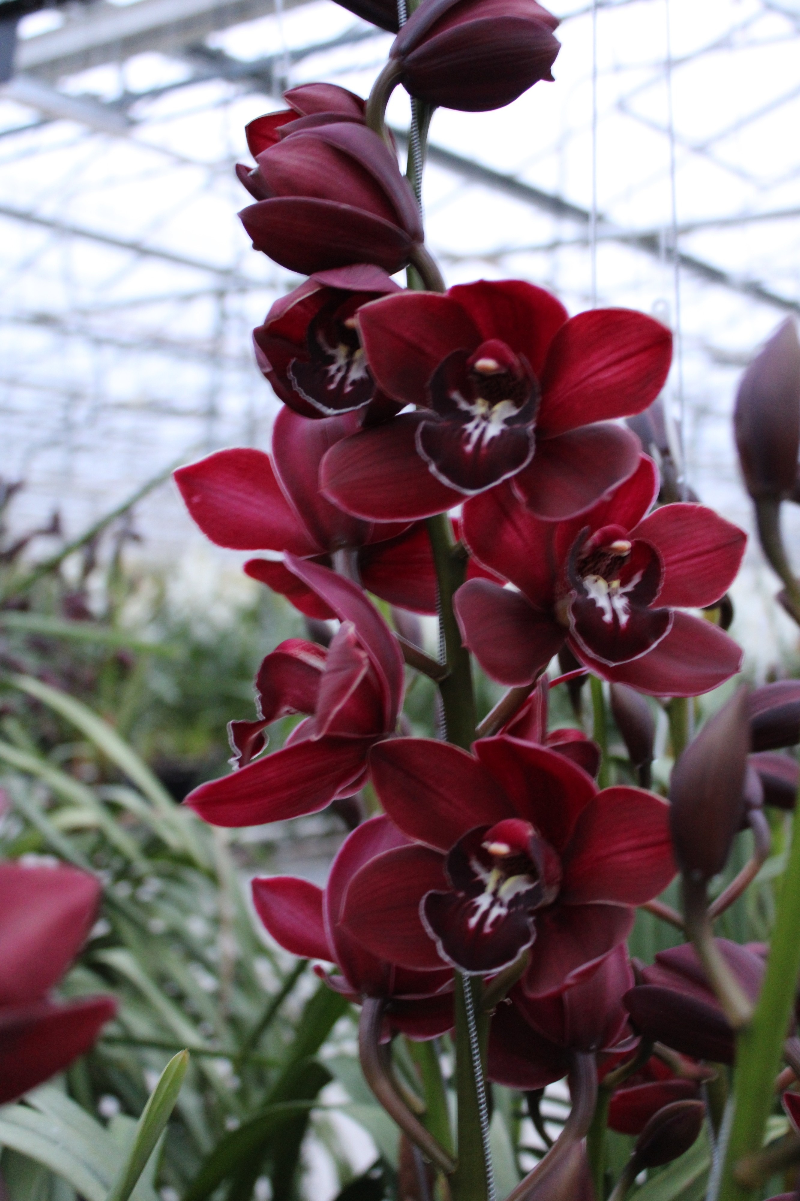Cymbidium large flowered Cymb T Shirah