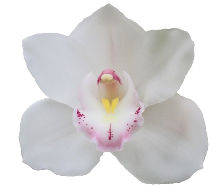 Cymbidium large flowered KILIMANJARO