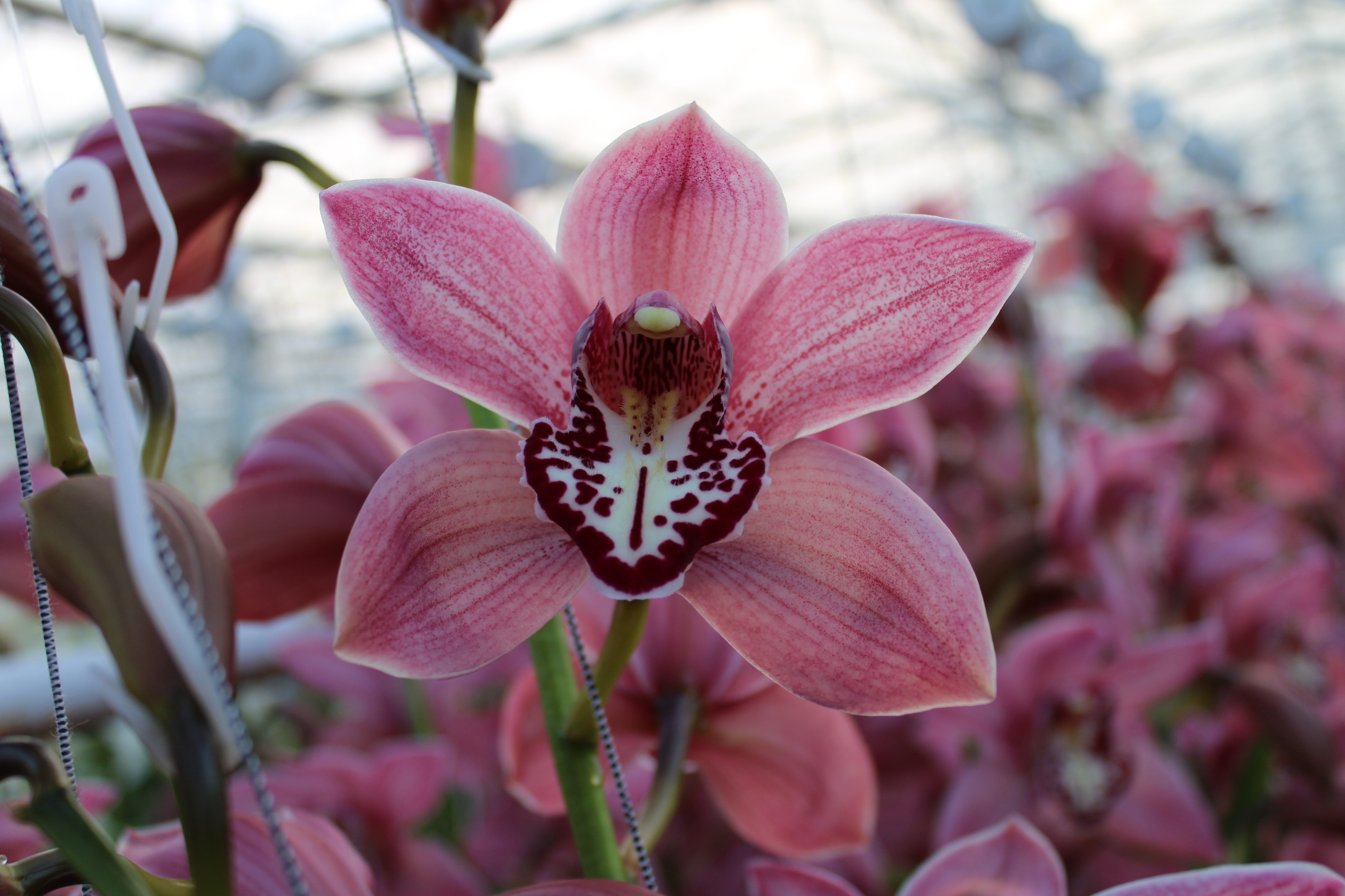 Cymbidium large flowered PIN-UP