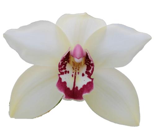 Cymbidium large flowered IVOYR