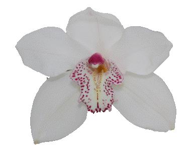 Cymbidium large flowered Cymb T Sugar Lee