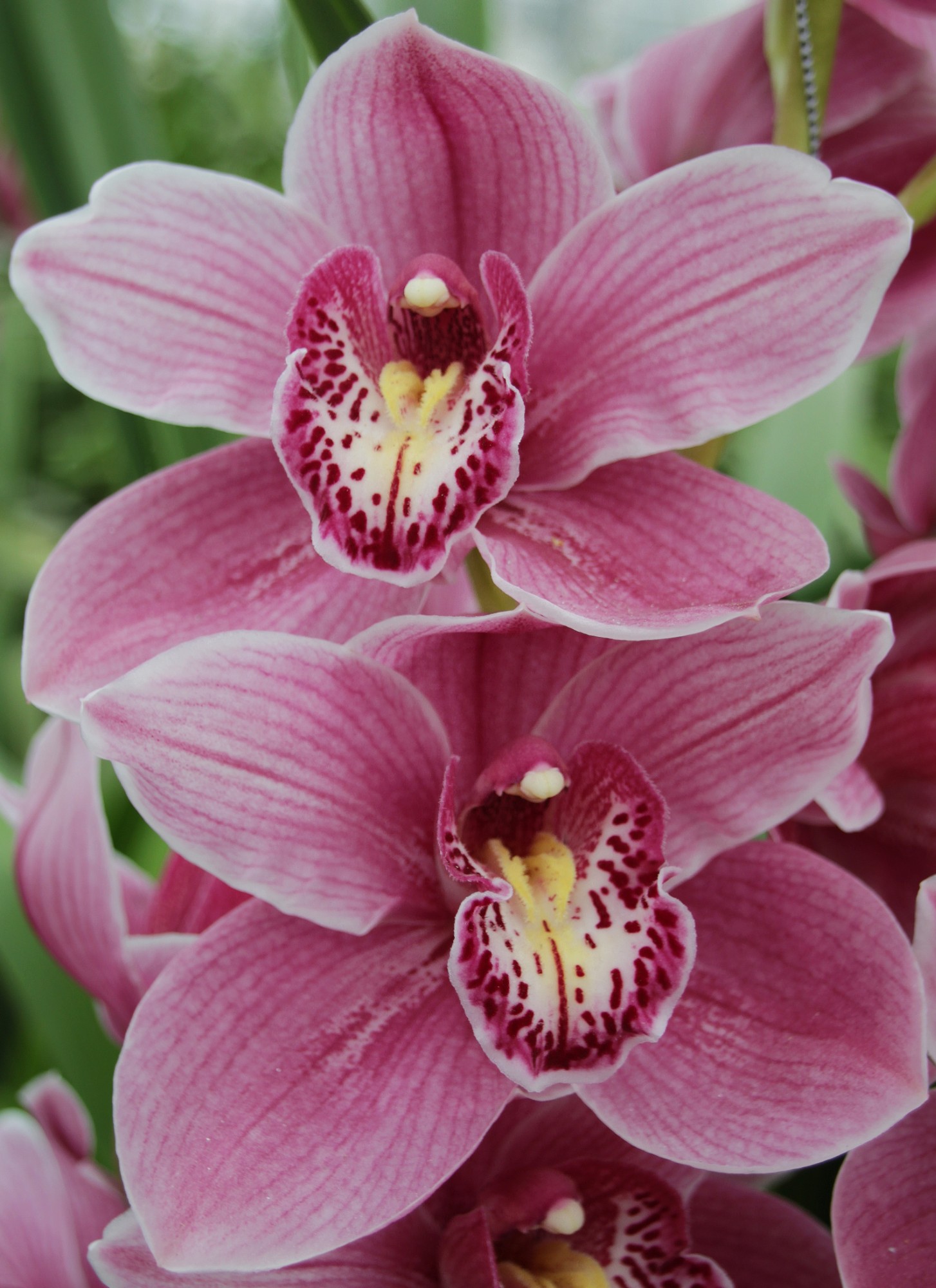 Cymbidium large flowered CYMB TAUSTRALIAN PINK