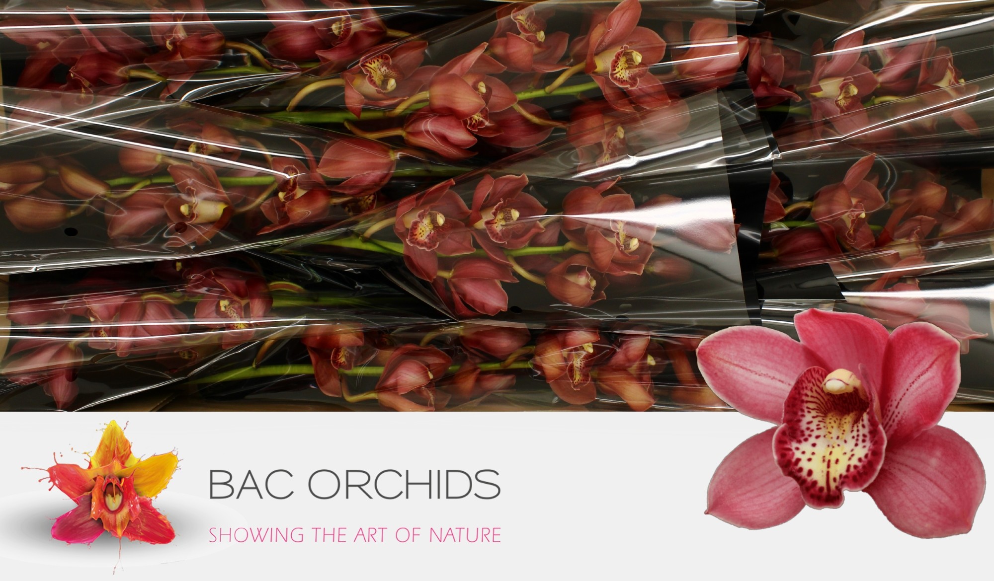 Cymbidium large flowered BOLOGNA
