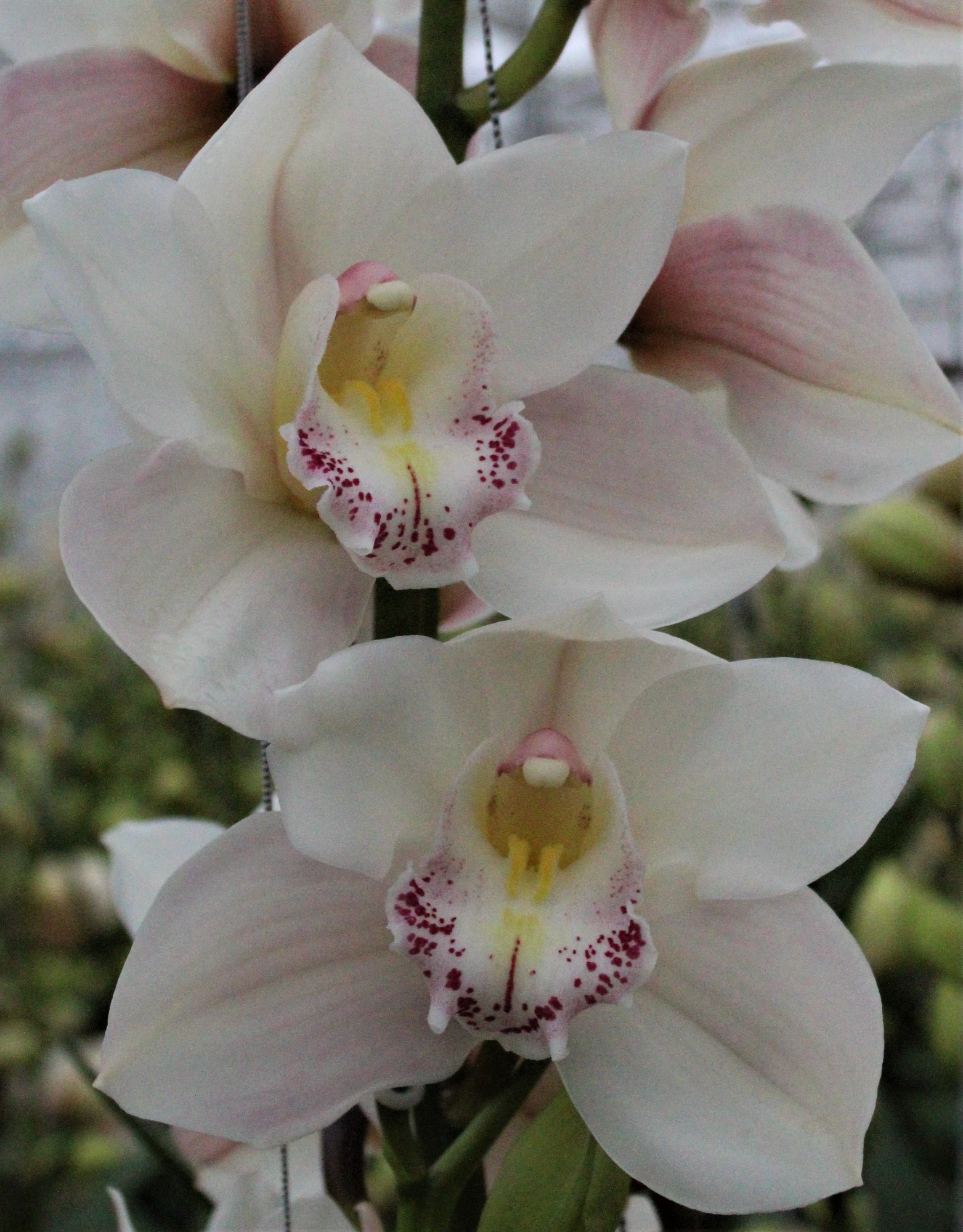 Cymbidium large flowered STEFFI