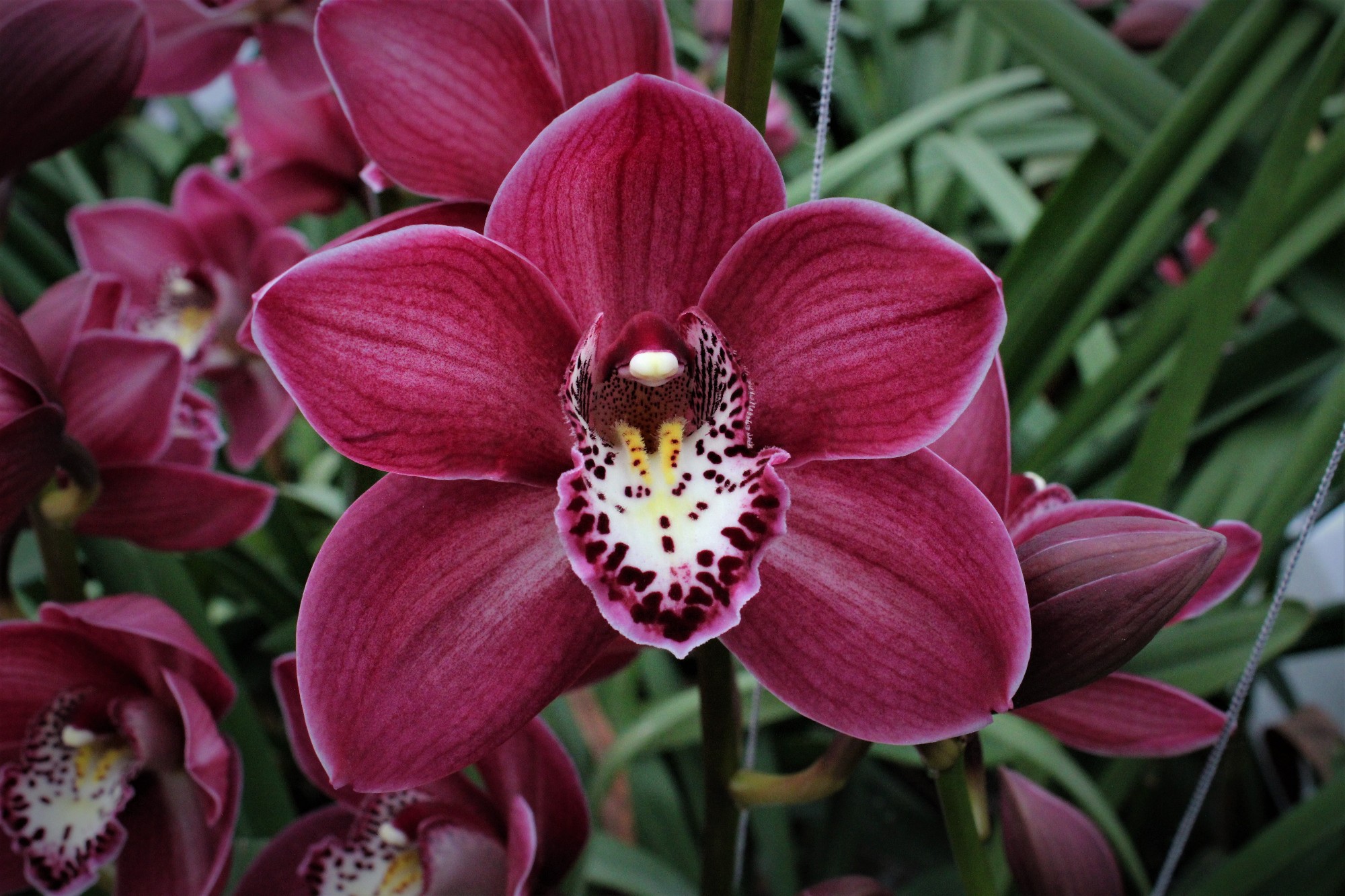 Cymbidium large flowered THOMAS