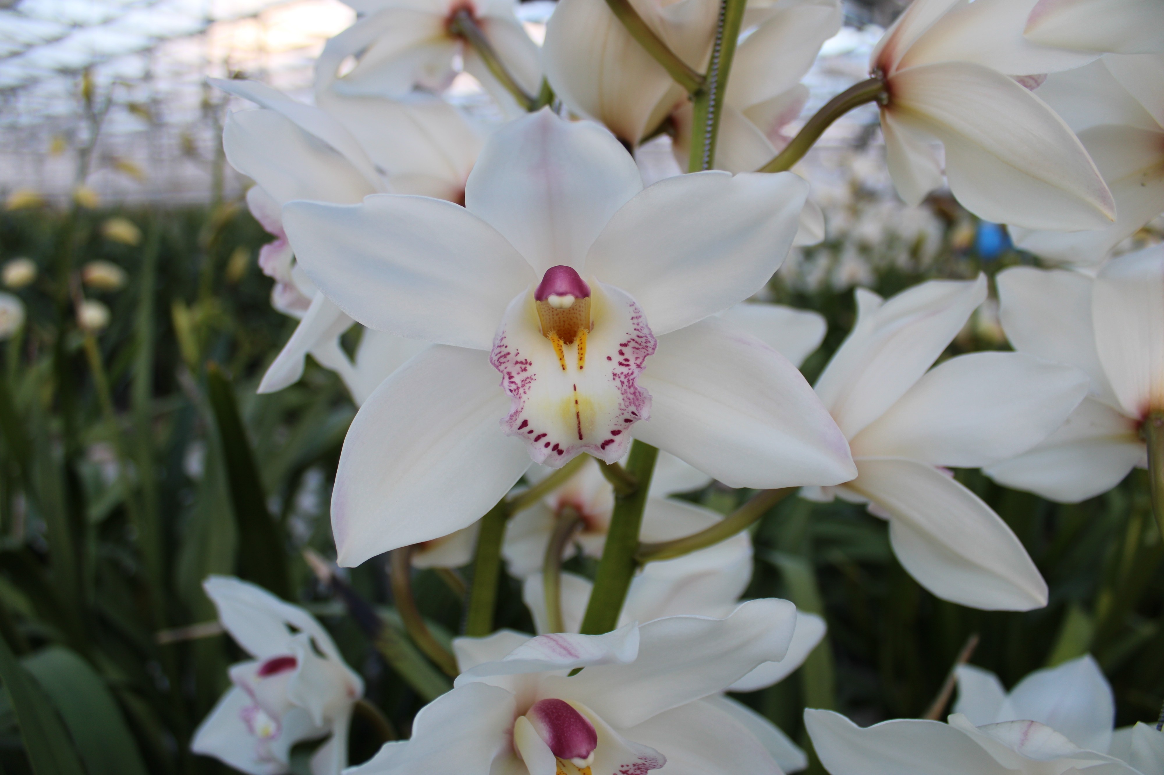 Cymbidium large flowered HMS WHITE SENSATION
